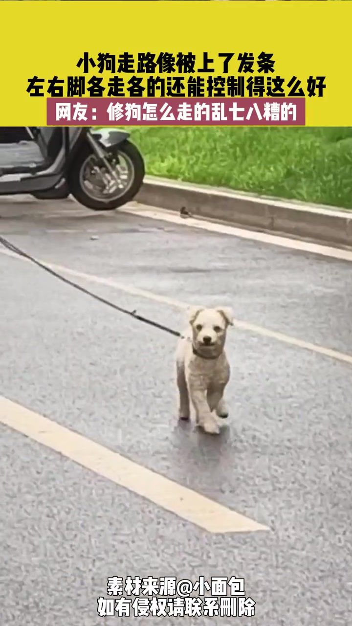 这狗子走路像被上了发条一样，俩腿各走各的