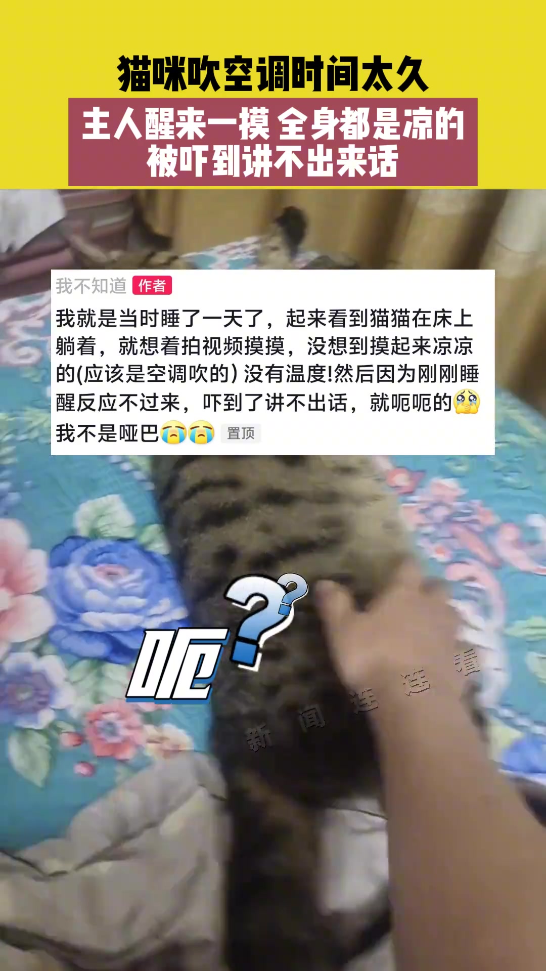 猫咪吹空调太久，主人一摸冰凉凉的，被吓到说不出话
