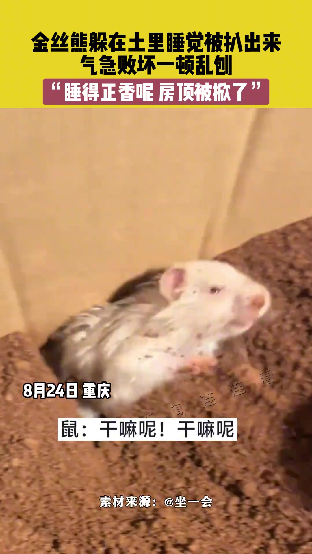 金丝熊躲在土里睡觉把扒拉出来，气急败坏