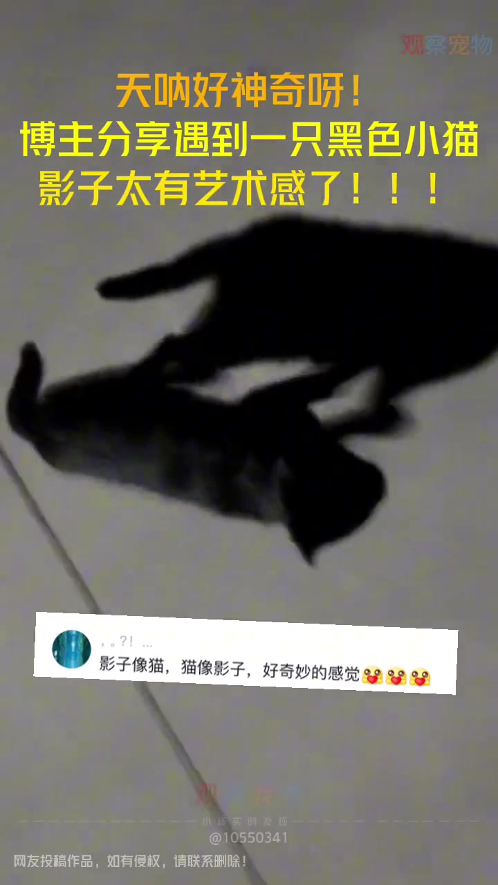 我第一眼以为那影子是猫