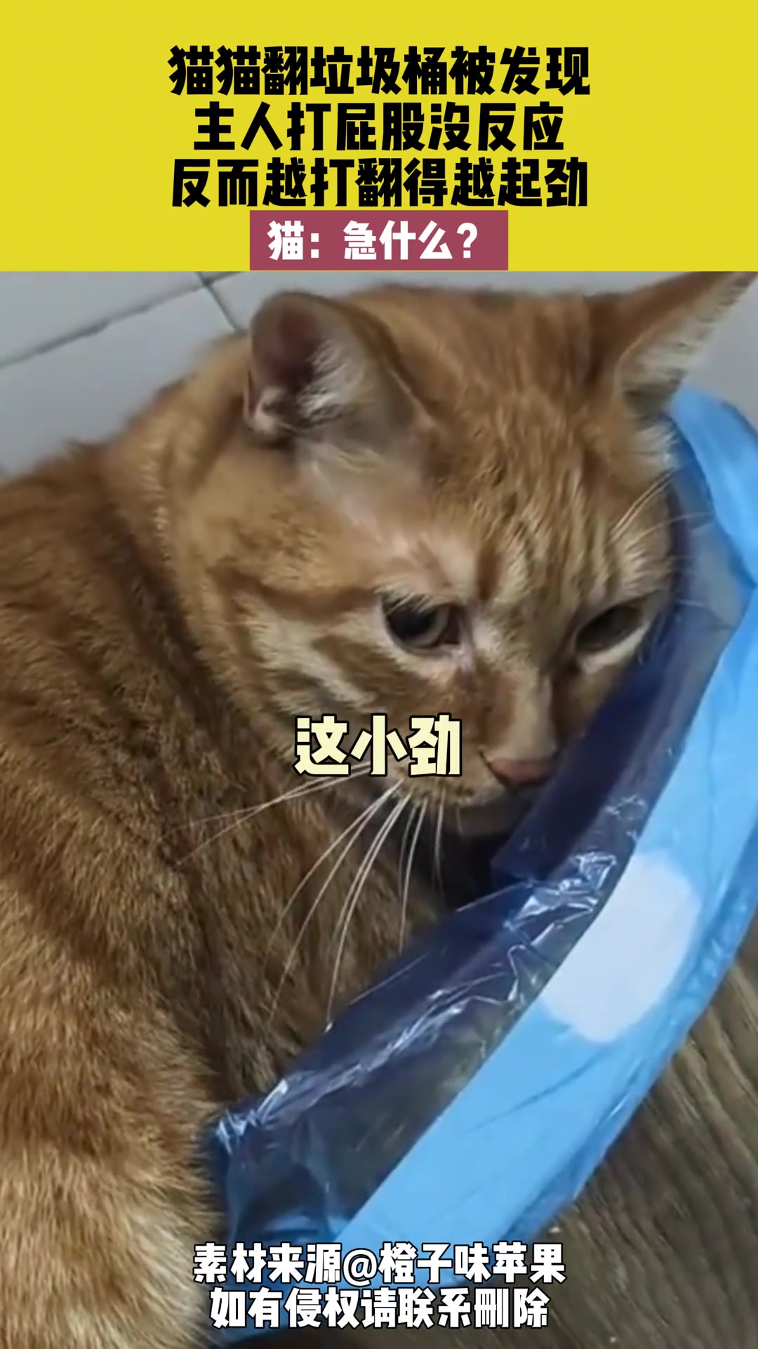 猫咪翻垃圾桶被主人逮到，越打越起劲