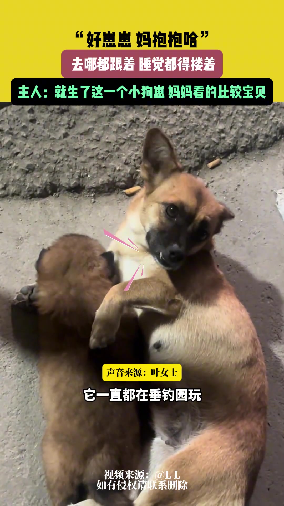 狗妈妈生了一只独崽，看护的可好了