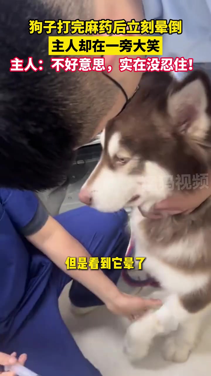 狗子打完麻药立刻晕倒，太搞笑了吧