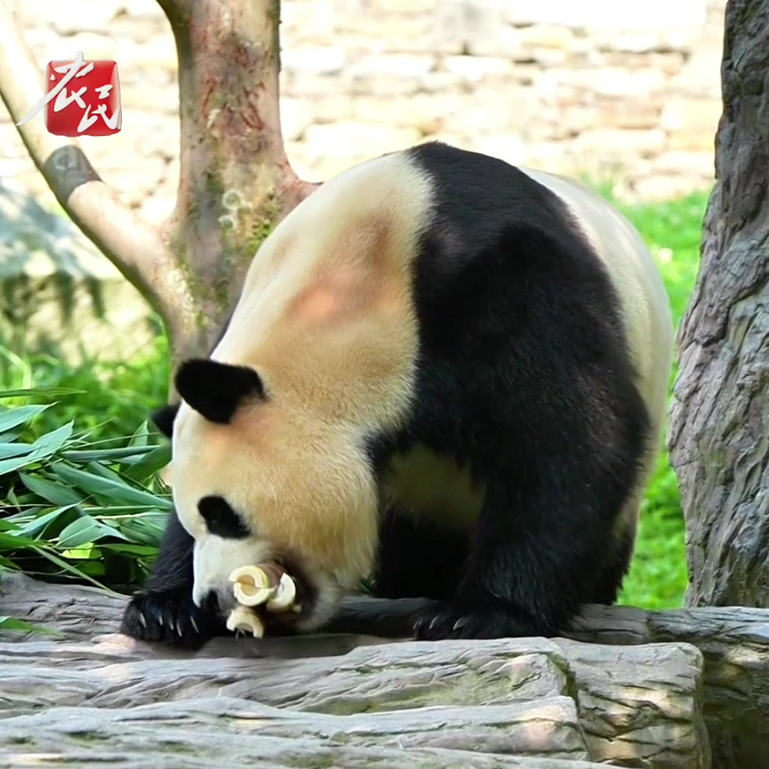 今天给大家表演个一口三根笋