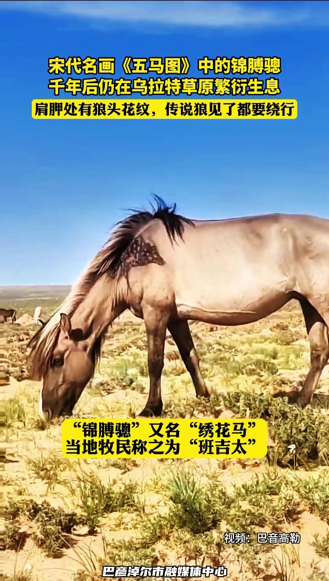 这个马也太帅气了