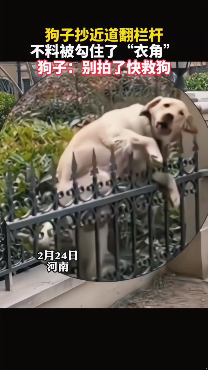 狗子：你别拍了救救我啊！