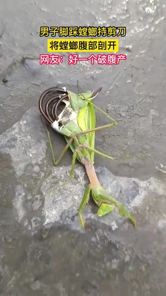 几乎每一只螳螂腹部都有铁线虫寄生