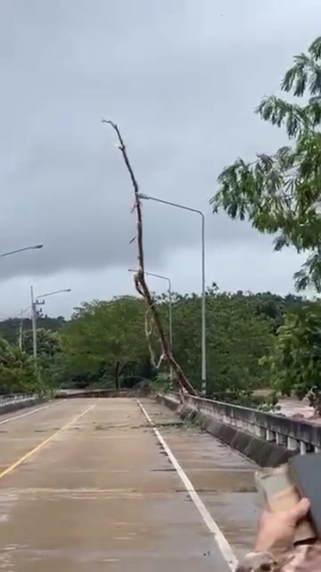 第一次见树和路灯干起来了！