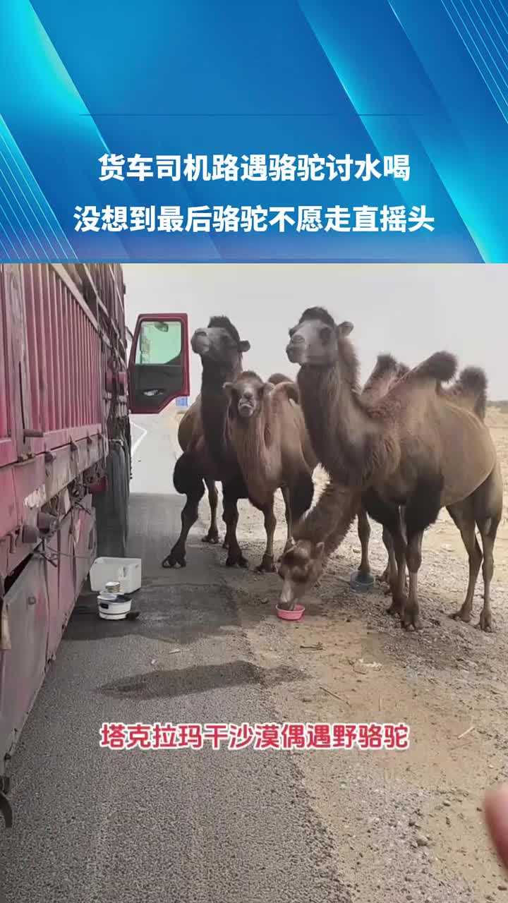 货车司机路遇骆驼讨水喝，当事人：水箱里的水都被喝完了