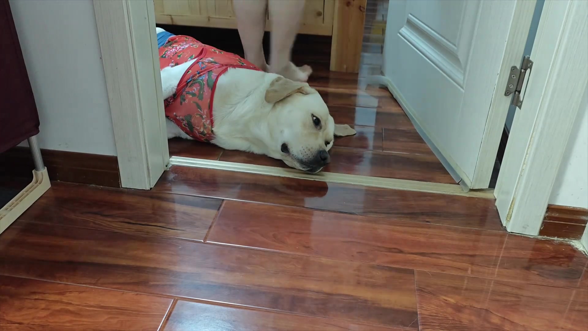 狗：让你知道什么叫躺平