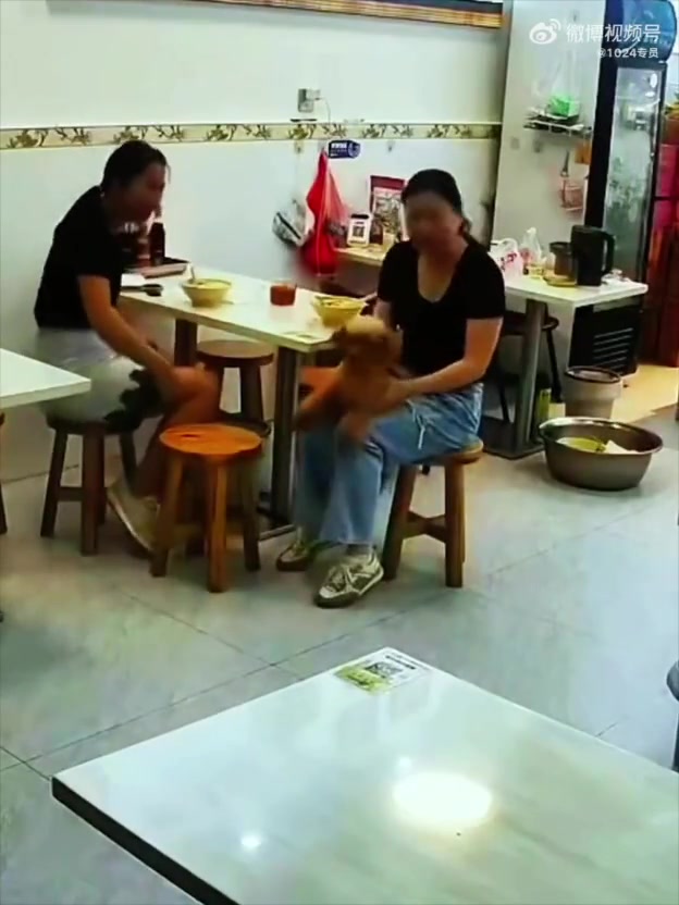 带狗进餐厅不牵绳，都这样了还来一句不咬人