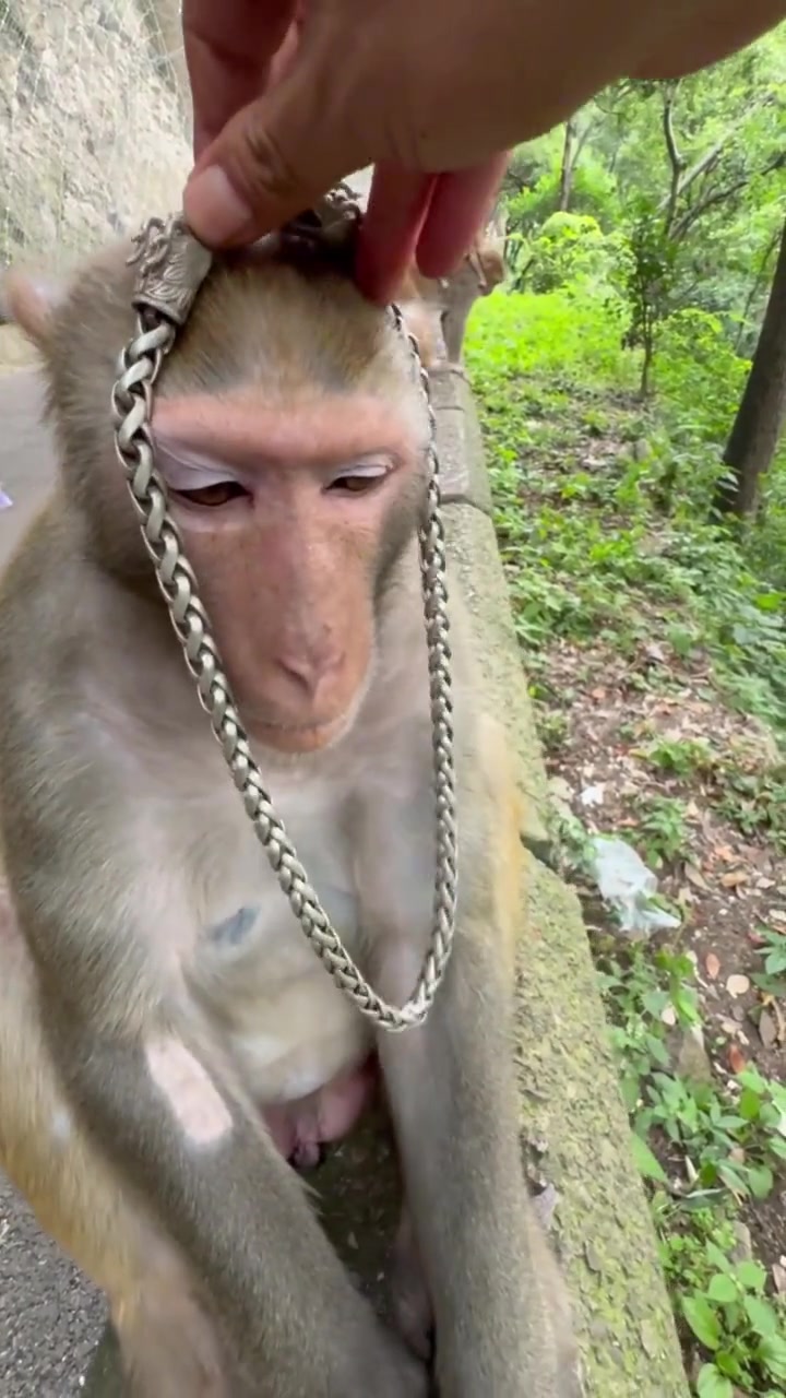 这个猴已经看破红尘了