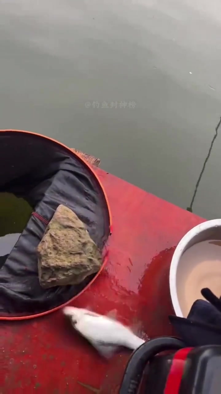 鱼：我命由我不由天意如此