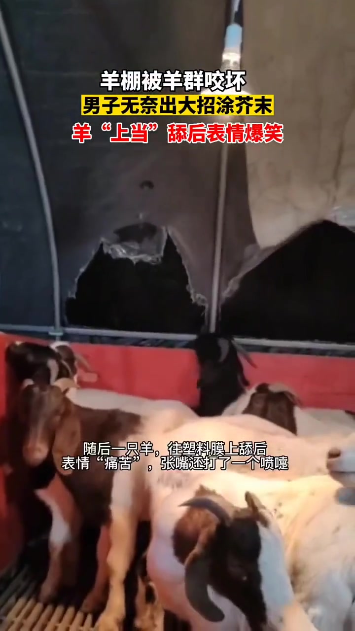 不要说这羊肉吃起来还真不骚