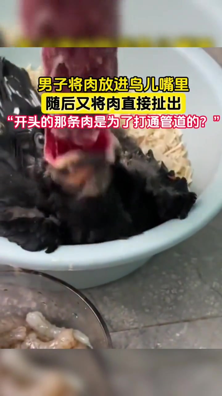 鸟：怎么一会饱一会饿的呢