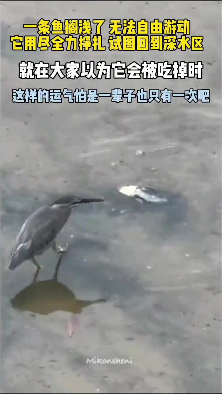 君子不食嗟来之食