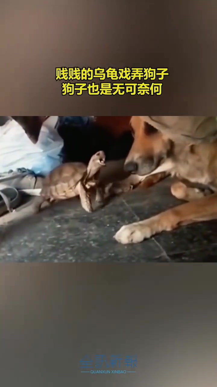 调皮乌龟戏弄狗子，狗子忍无可忍进行还击