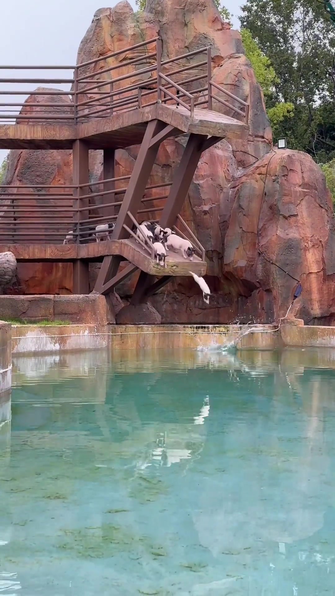 猪也要上班！小猪游泳看起来好可爱