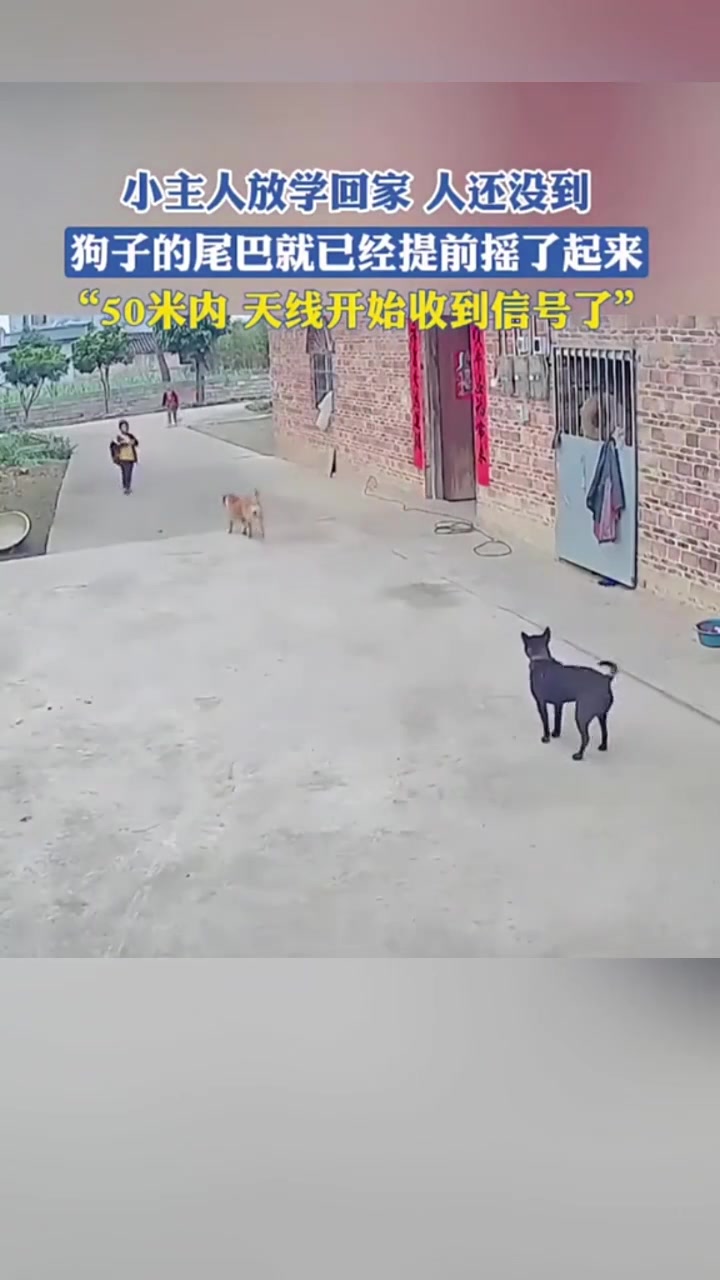 太厉害了，主人还没出现在视线范围，隔老远就知道了