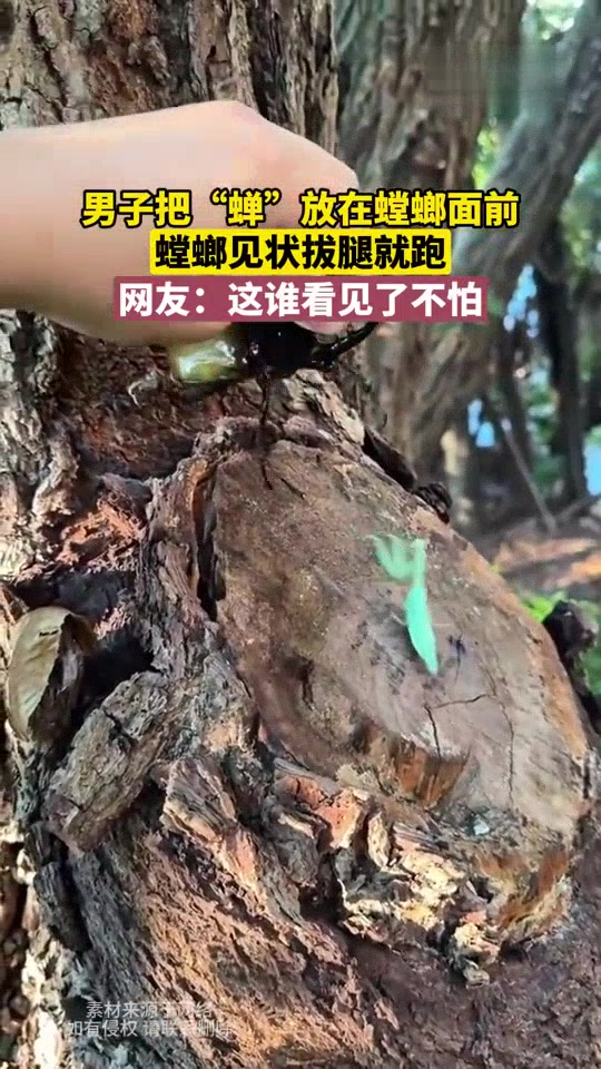 你这“蝉”哪只螳螂见了不害怕啊