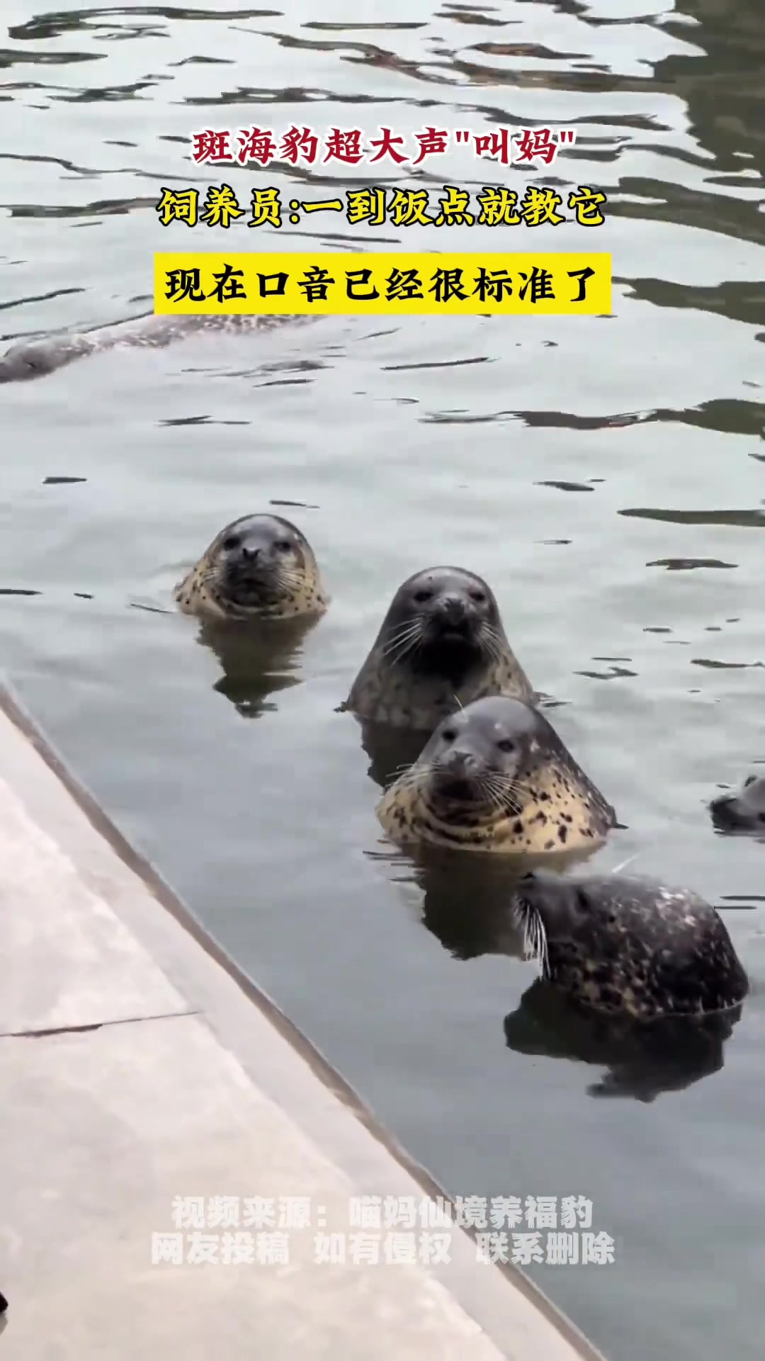 动物园饲养员让海豹学叫妈妈，还真有模有样的