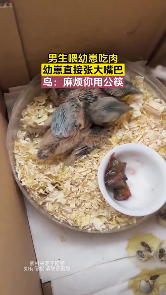 鸟：你愿意喂我看我很开心，但我希望能把夹屎的跟夹饭的分开