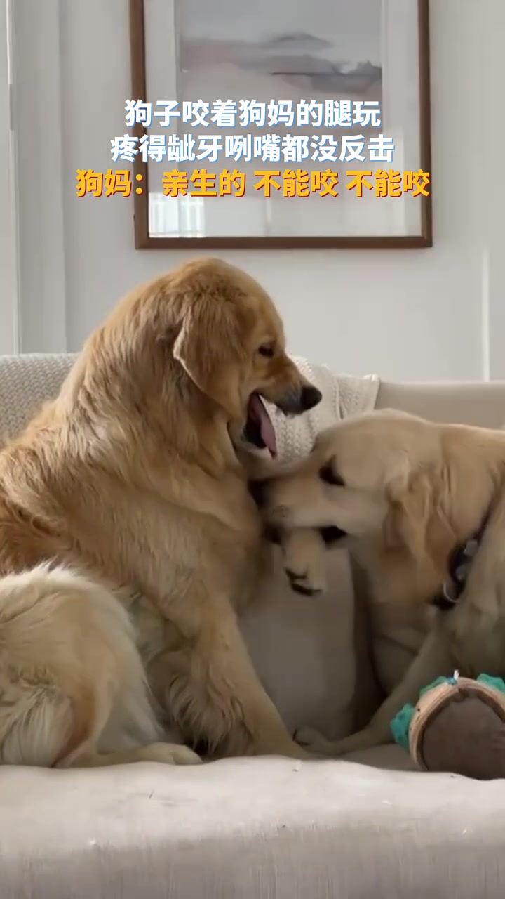 狗子咬狗妈腿，狗妈龇牙咧嘴也不打它