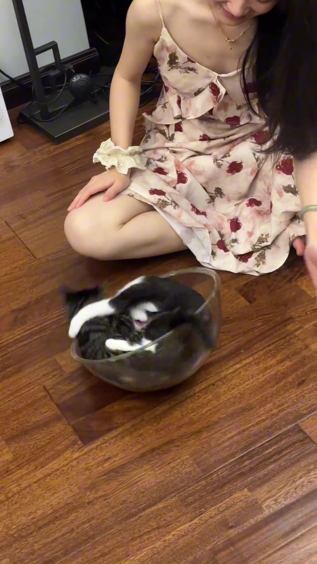 转得猫咪找不着北了