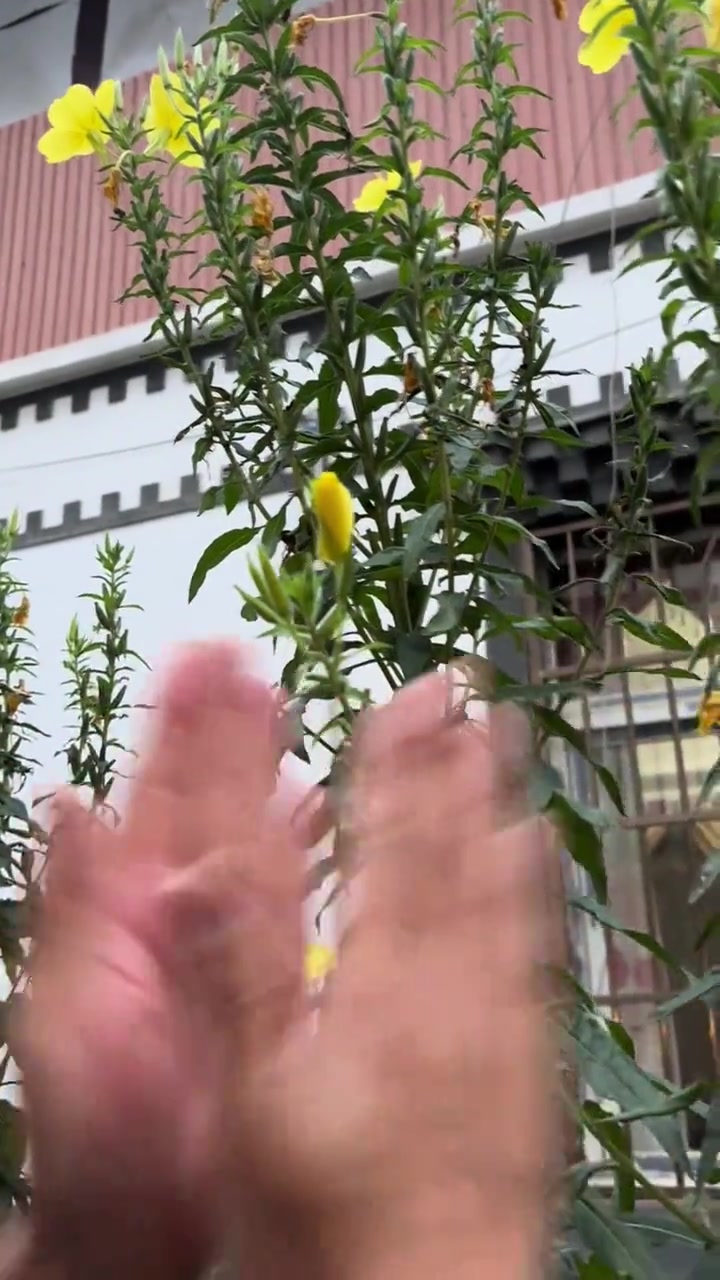 花：非常感谢大家的鼓励，我想开了