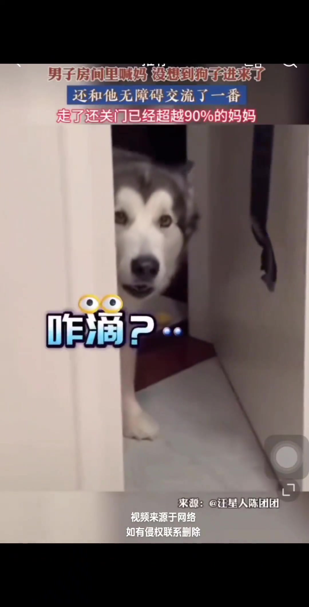 男子房间里喊妈，没想到狗子进来了，还和他无障碍交流了一番