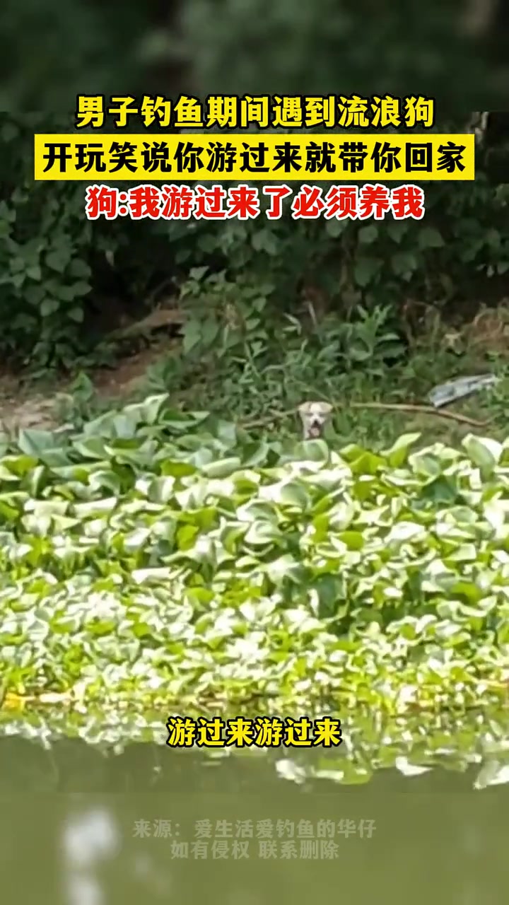 男子钓鱼遇到流浪狗，玩笑说你游过来就带你回家，结果真游过来了