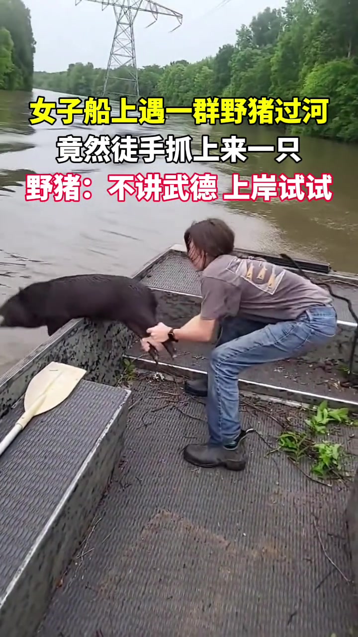 国外一女子船上遇一群野猪过河，竟然徒手抓上来一只！