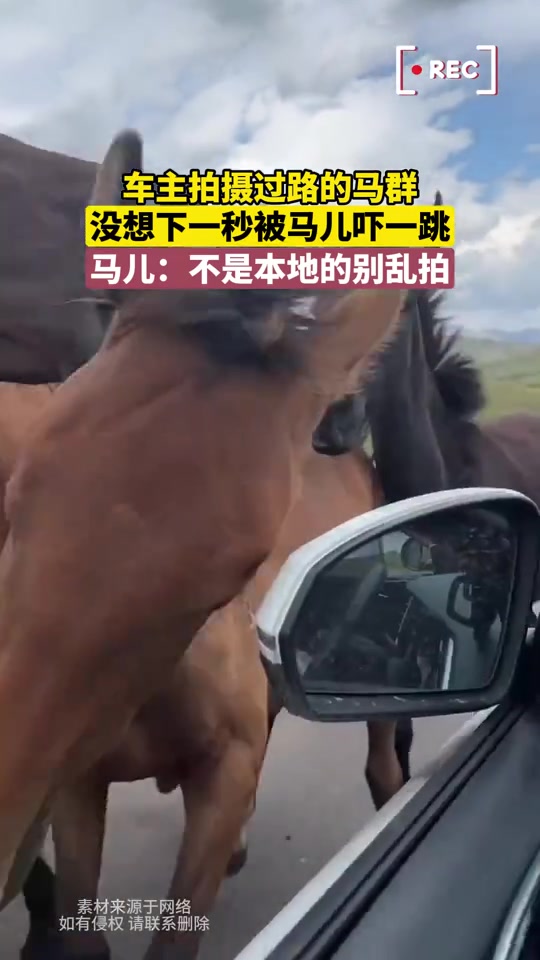 车主拍摄过路的马群，没想下一秒被马儿吓一跳