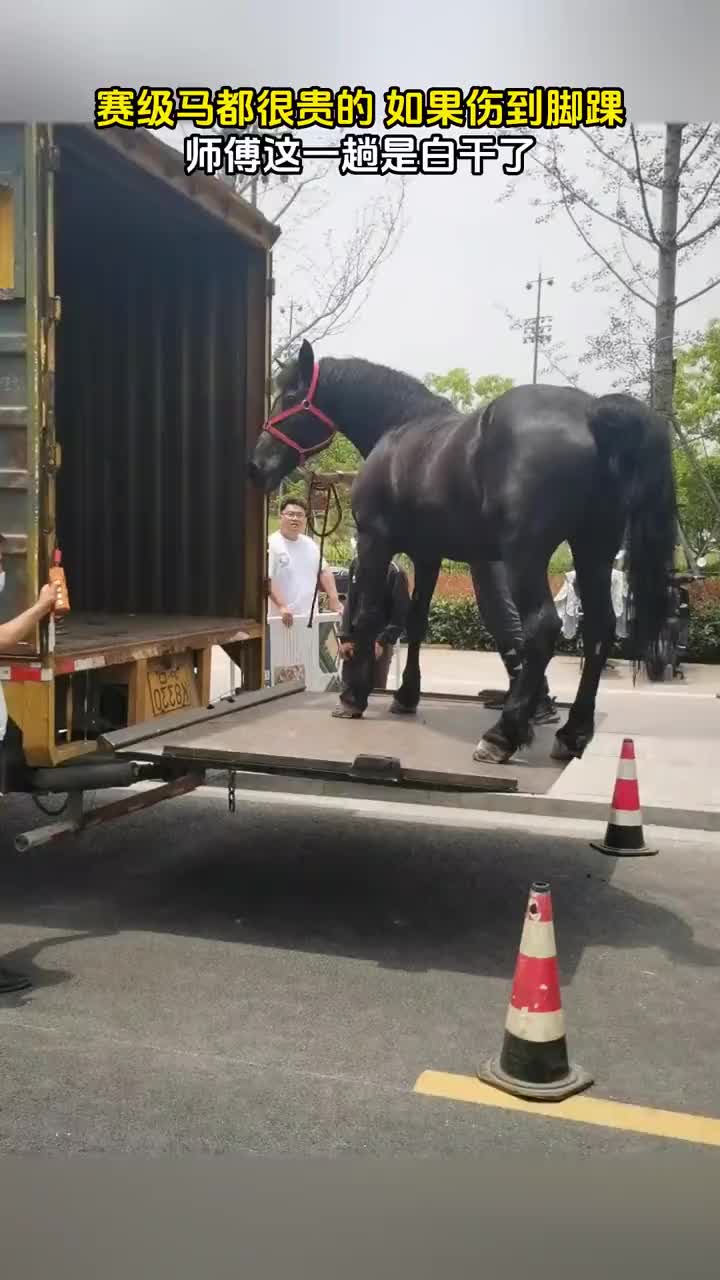 赛级马如果伤到脚踝，那师傅这一趟是白干了