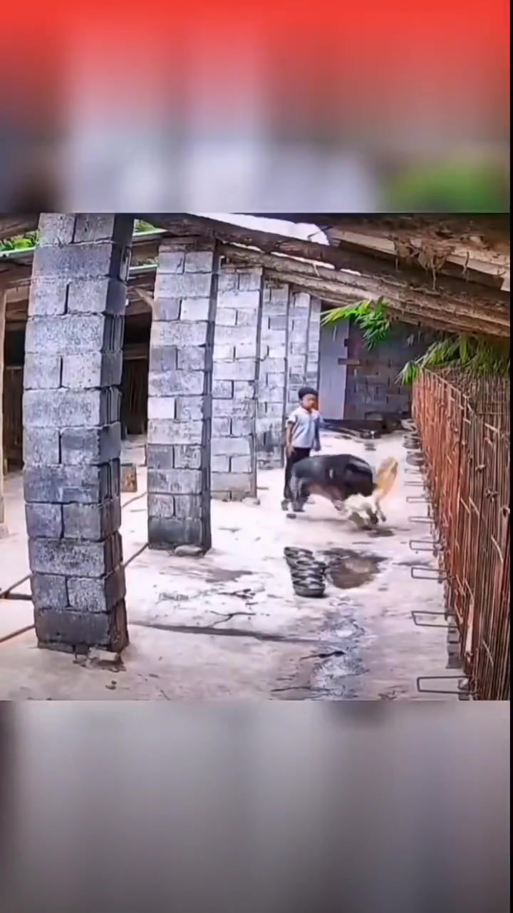 半拉柯基现场视频柯基挑衅大狗反被撕咬！