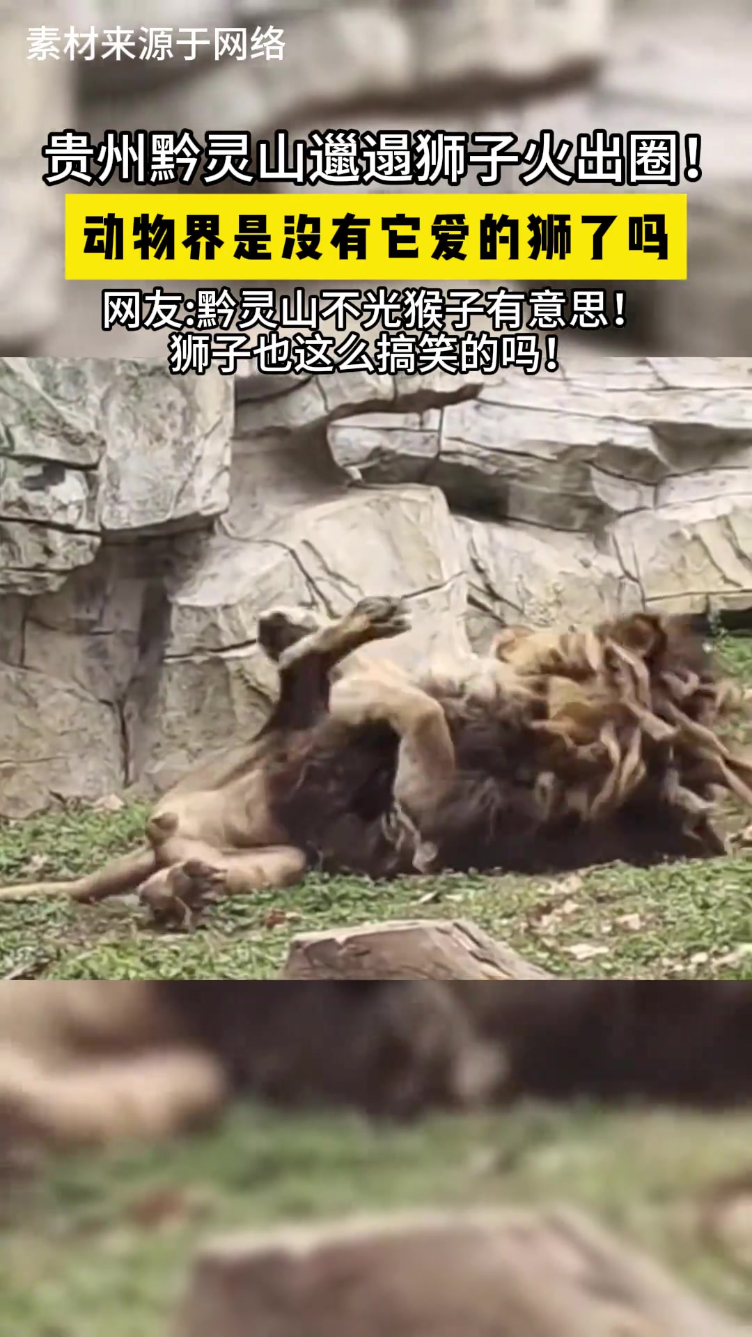 贵州黔灵山邋遢狮子火出圈！动物界是没有它爱的狮了吗