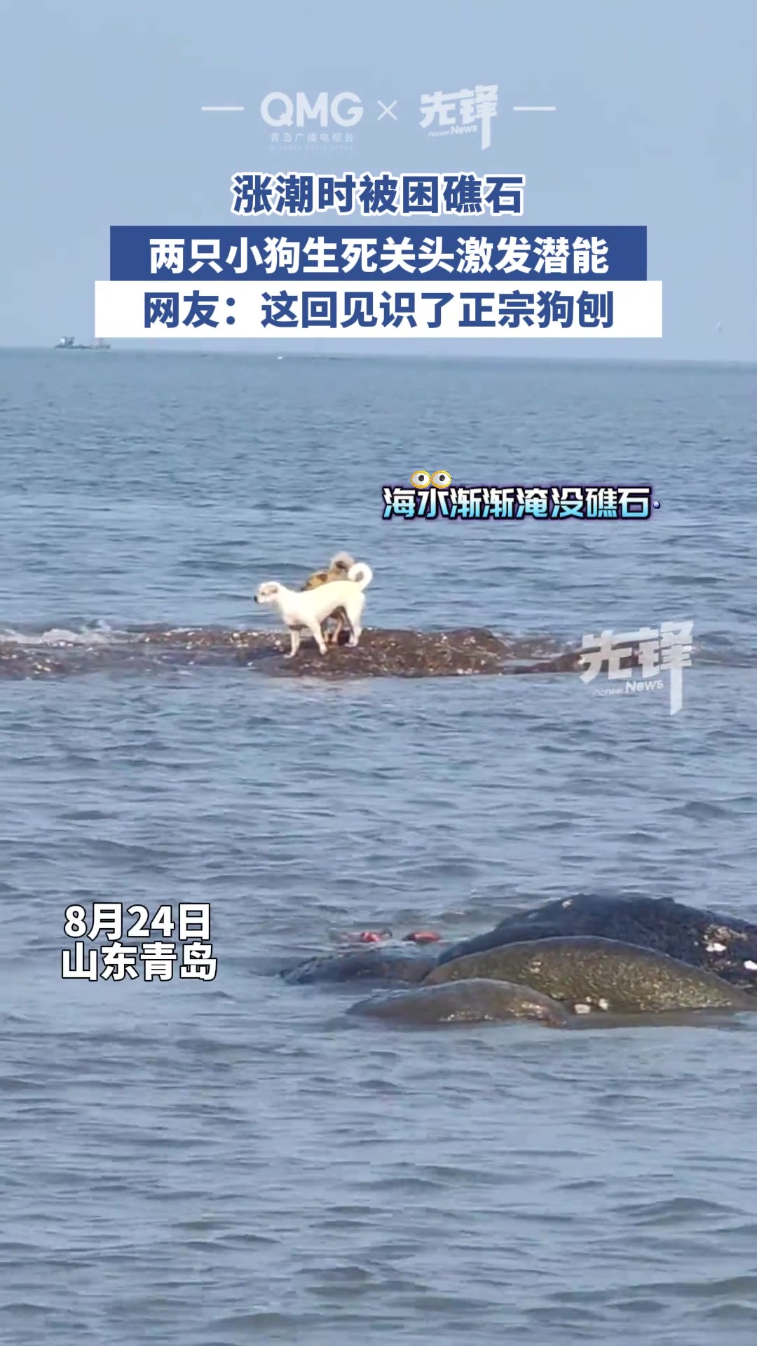 涨潮时被困礁石，两只小狗生死关头激发潜能，正宗狗刨