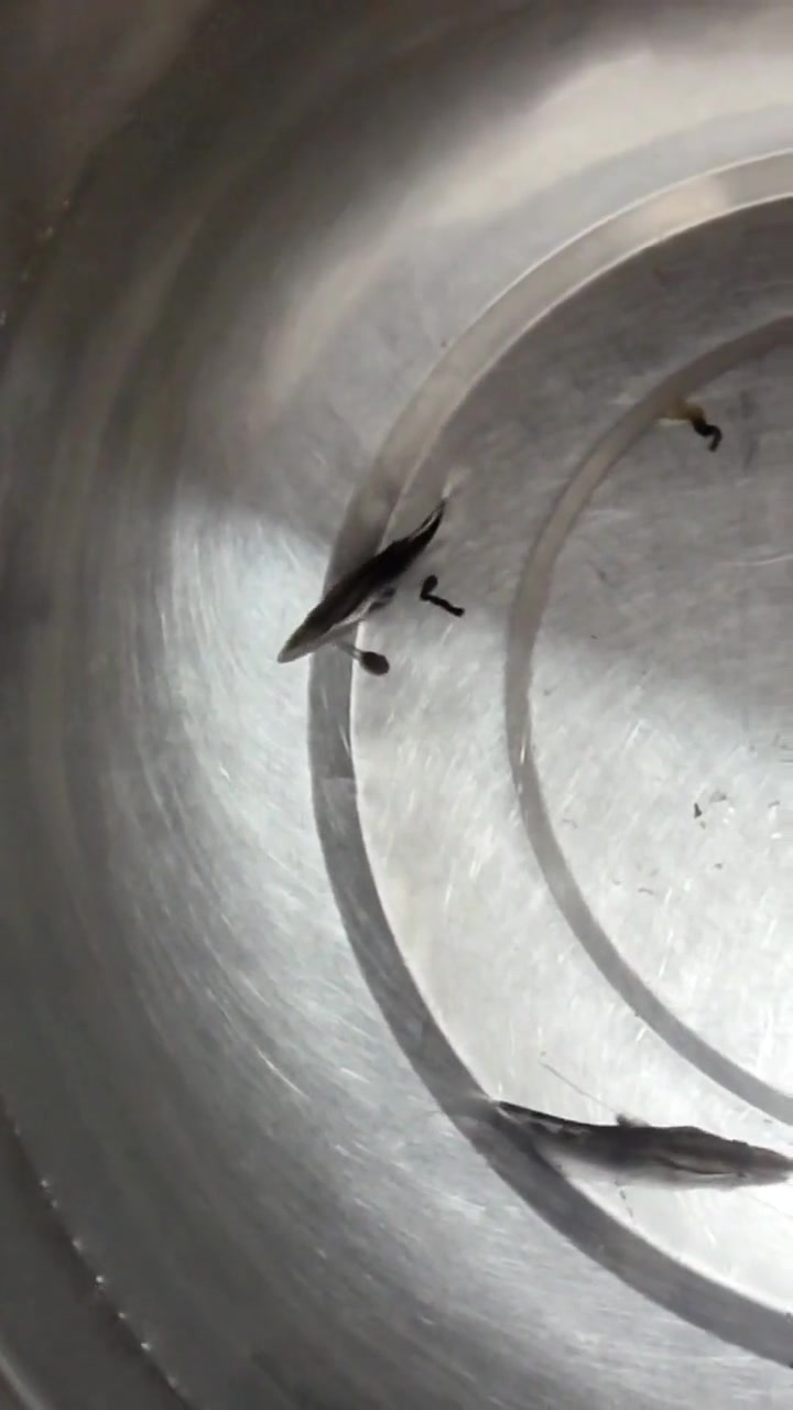 肉食动物的捕食本领真的是本能，刚到家的小鳜鱼已经开始了