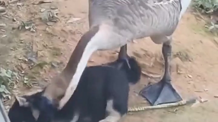 老听家里人说在村里鹅才是霸王，一直不信，今天算是见到了