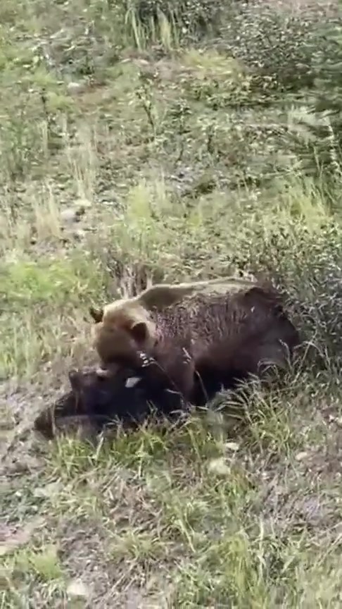 不是说熊不攻击不动的尸体吗这是咋回事啊