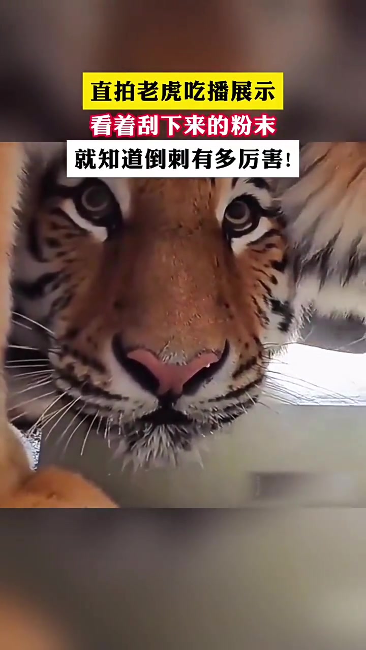 老虎吃播，了解一下猫科动物舌头上倒刺的厉害！