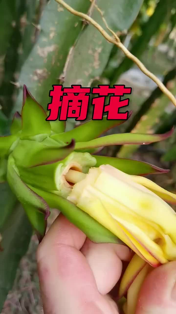 吃了那么多火龙果这回见到火龙果树了，为啥要把花拔了呀