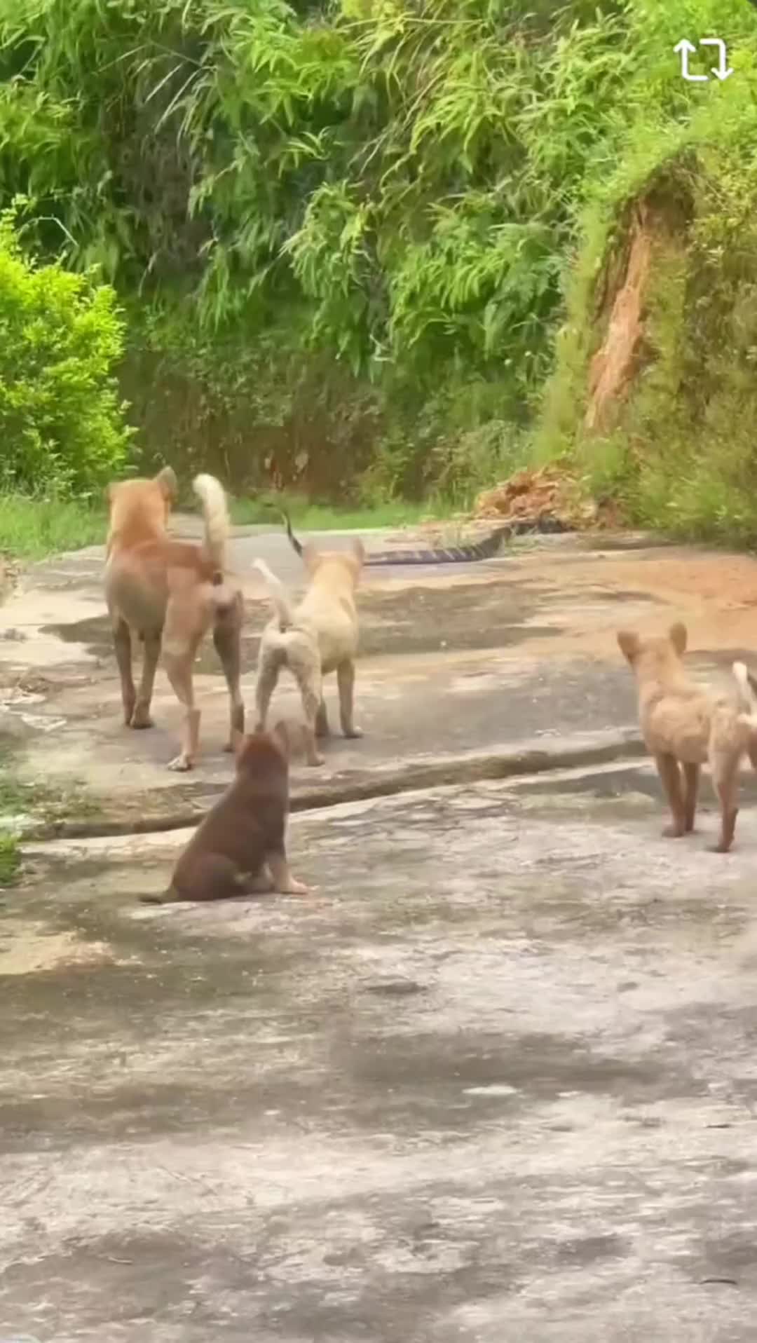 它们都在想什么呢也不怕蛇哥突然过来给你们一口啊