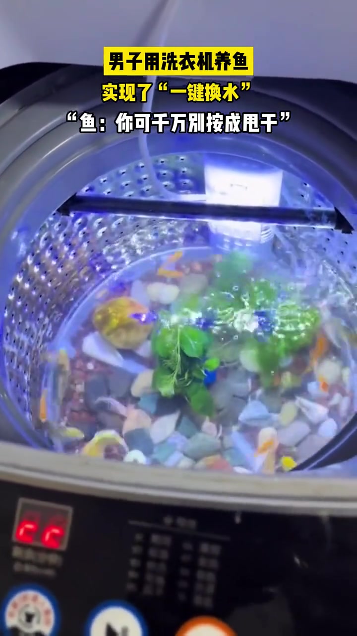 洗衣机养鱼，这算是懒人养鱼法吗