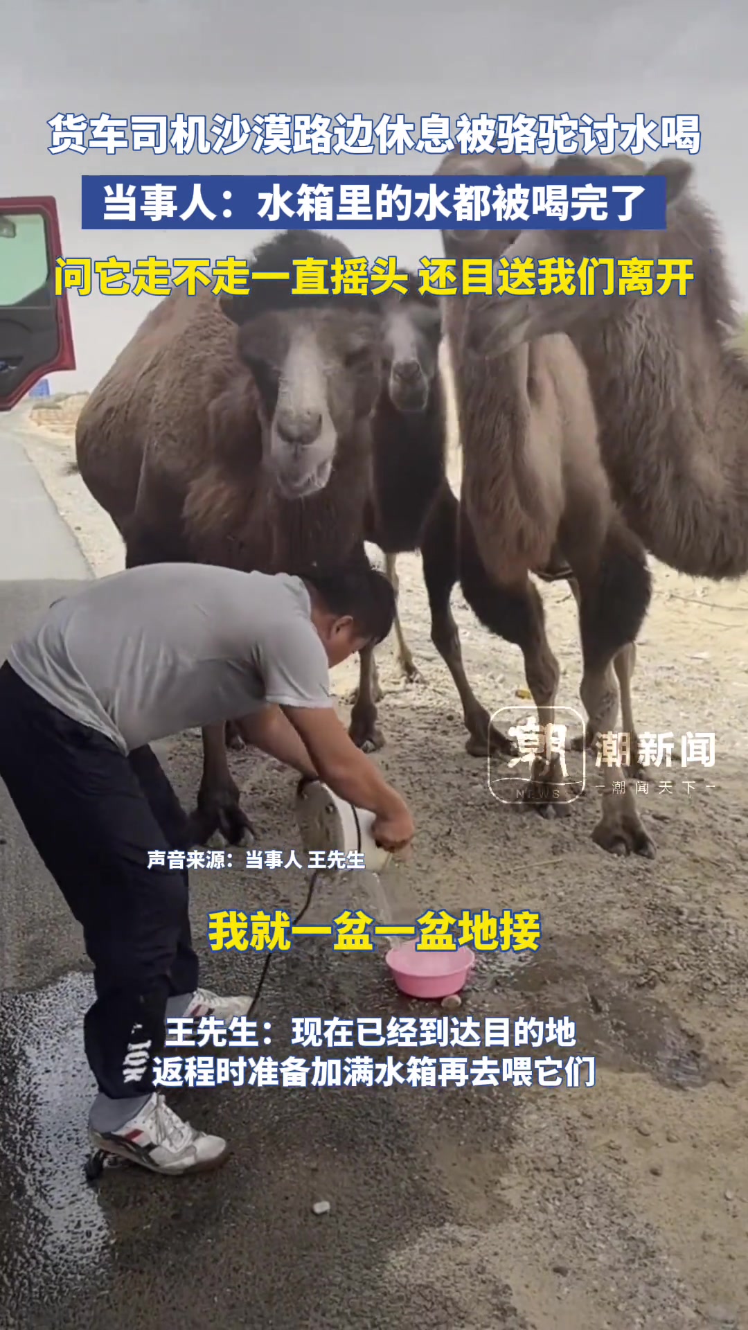 水箱里的水都被喝完了！货车司机沙漠路边休息被骆驼讨水喝