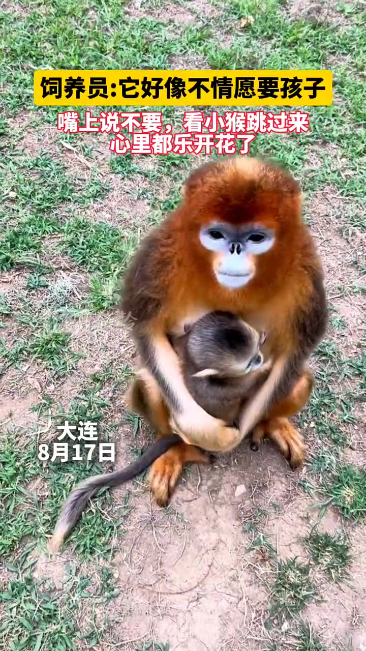 同样是小猴子，金丝猴咋就如此讨人喜欢呢