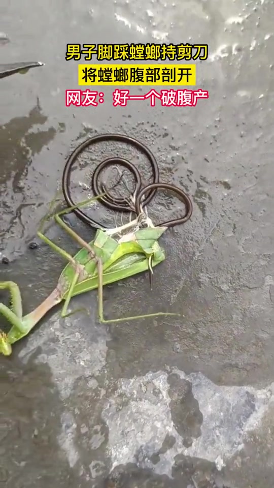 重口！男子给螳螂“剖腹产”出来非常多铁线虫！