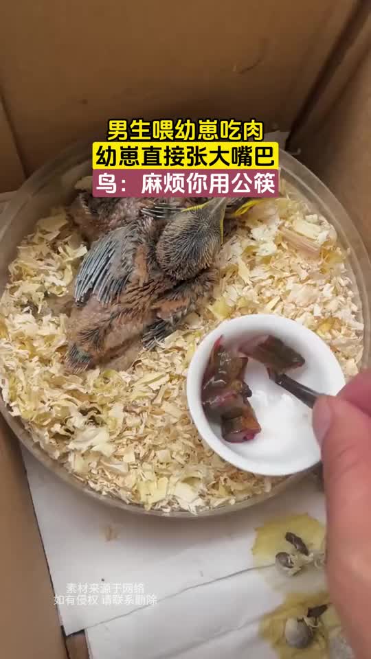 男生喂幼崽吃肉，幼崽直接张大嘴巴，鸟：麻烦你用公筷