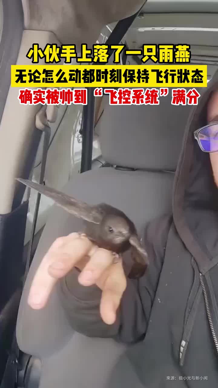 雨燕无论怎么动都时刻保持飞行状态，这“飞控系统”满分