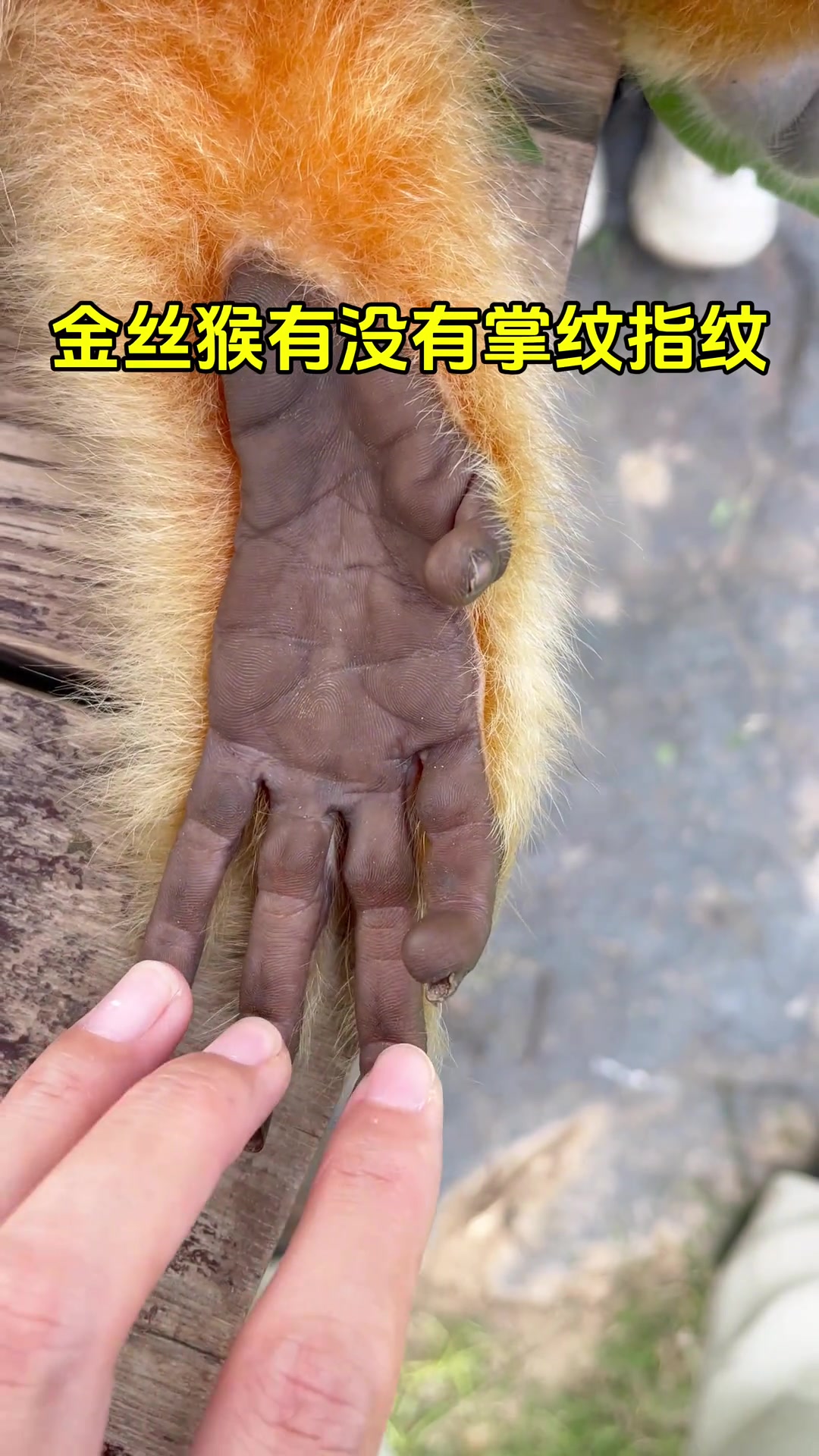 你在给猴子看手相